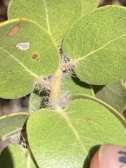Arctostaphylos viridissima
