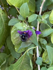 Xylocopa sonorina