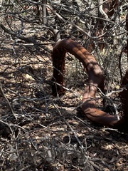 Arctostaphylos viridissima