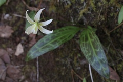 Erythronium citrinum