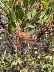 Arctostaphylos viridissima