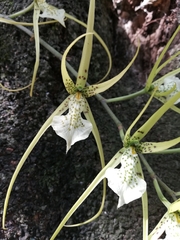 Brassia verrucosa