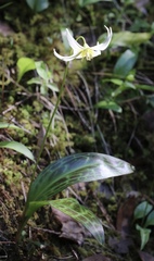 Erythronium citrinum