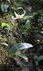 Erythronium citrinum
