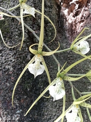 Brassia verrucosa