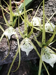 Brassia verrucosa