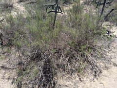 Xylothamia diffusa