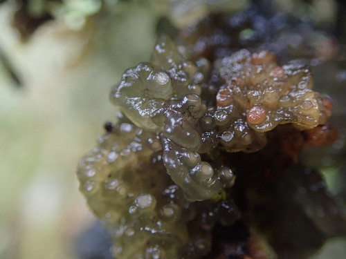 Arctomia fascicularis (L.) Otálora & Wedin