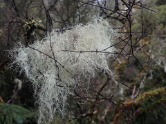 Usnea capillacea