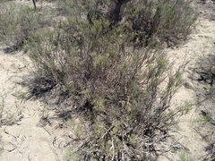 Xylothamia diffusa