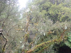 Usnea capillacea