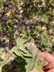Arctostaphylos viridissima