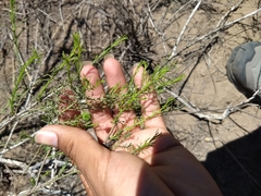 Xylothamia diffusa