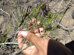 Xylothamia diffusa
