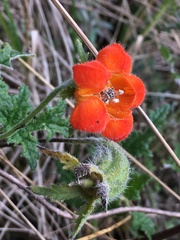 Caiophora grandiflora