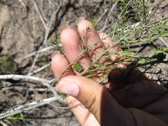 Xylothamia diffusa