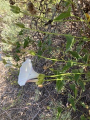 Calystegia macrostegia macrostegia