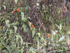 Caiophora grandiflora