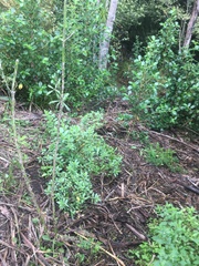 Haloragis erecta erecta