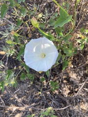 Calystegia macrostegia macrostegia