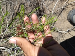 Xylothamia diffusa