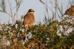 Hypocolius ampelinus