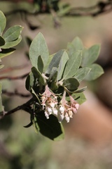 Arctostaphylos nortensis
