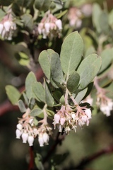 Arctostaphylos nortensis