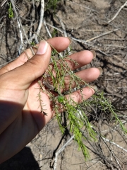 Xylothamia diffusa