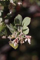Arctostaphylos nortensis
