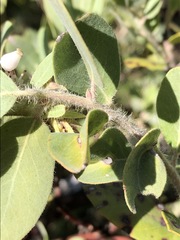 Arctostaphylos nortensis