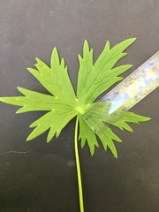 Delphinium trolliifolium