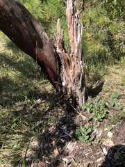 Arctostaphylos nortensis