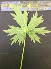 Delphinium trolliifolium