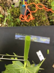 Delphinium trolliifolium