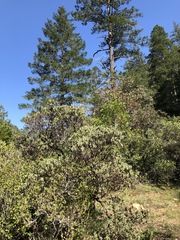 Arctostaphylos nortensis