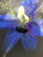 Delphinium trolliifolium