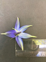 Delphinium trolliifolium