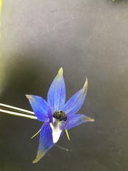 Delphinium trolliifolium