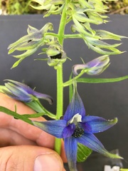 Delphinium trolliifolium