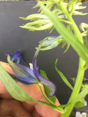 Delphinium trolliifolium