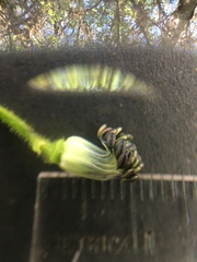 Delphinium trolliifolium