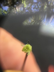 Delphinium trolliifolium