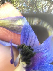 Delphinium trolliifolium