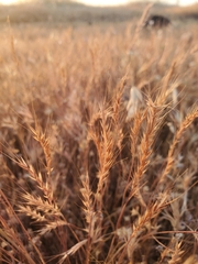 Festuca microstachys