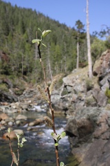 Salix delnortensis