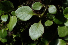 Epilobium nerteroides