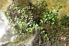Epilobium nerteroides