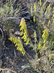 Astragalus trichopodus antisellii