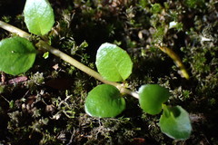 Epilobium nerteroides